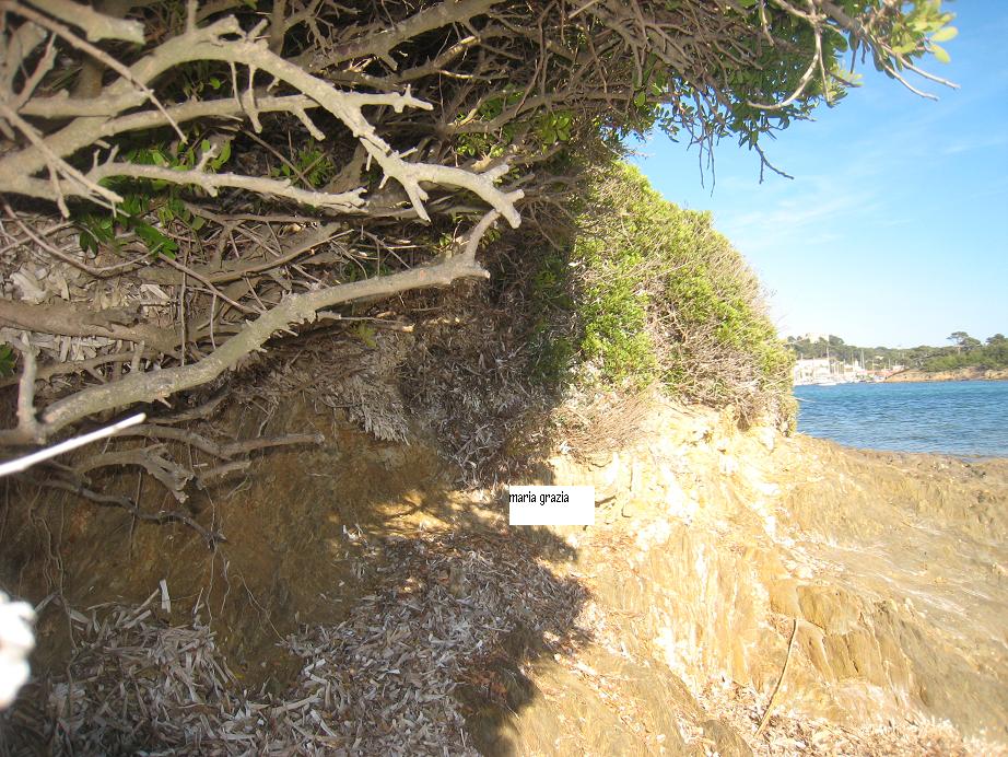 La Posidonia oceanica